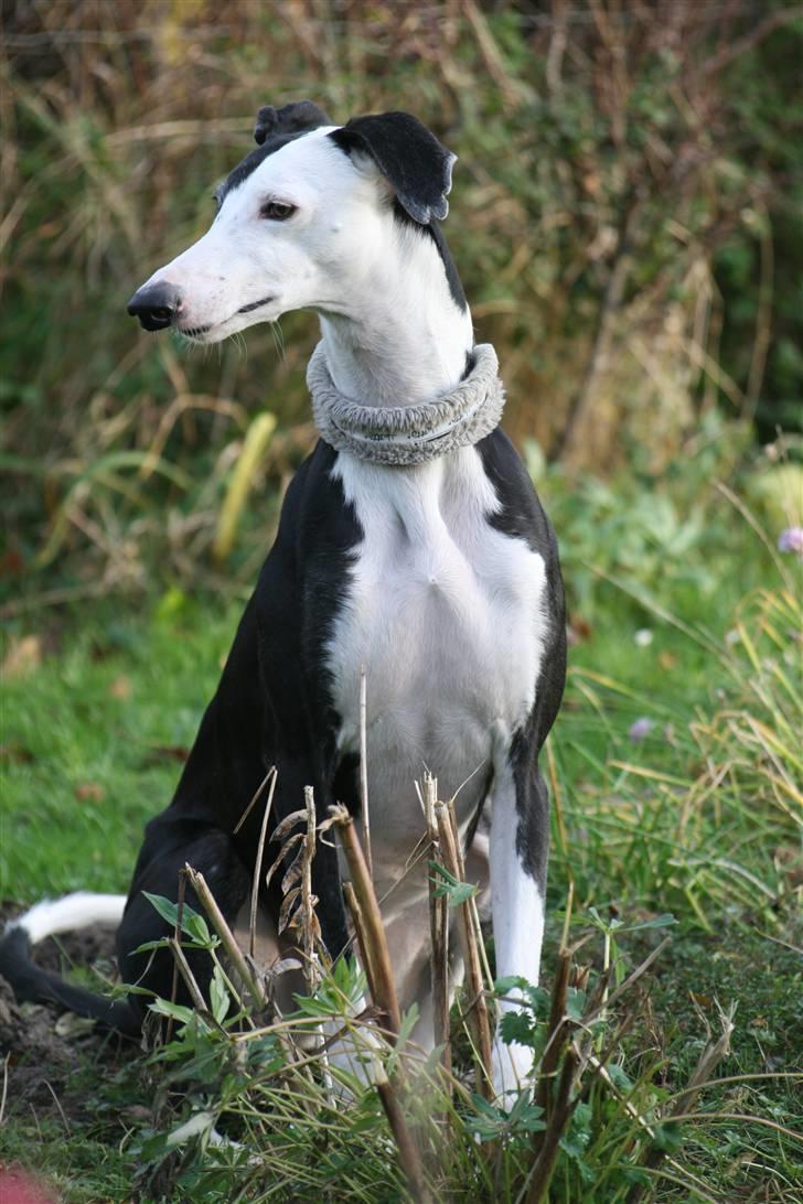 Galgo español Picasso - Picasso i vores have billede 2