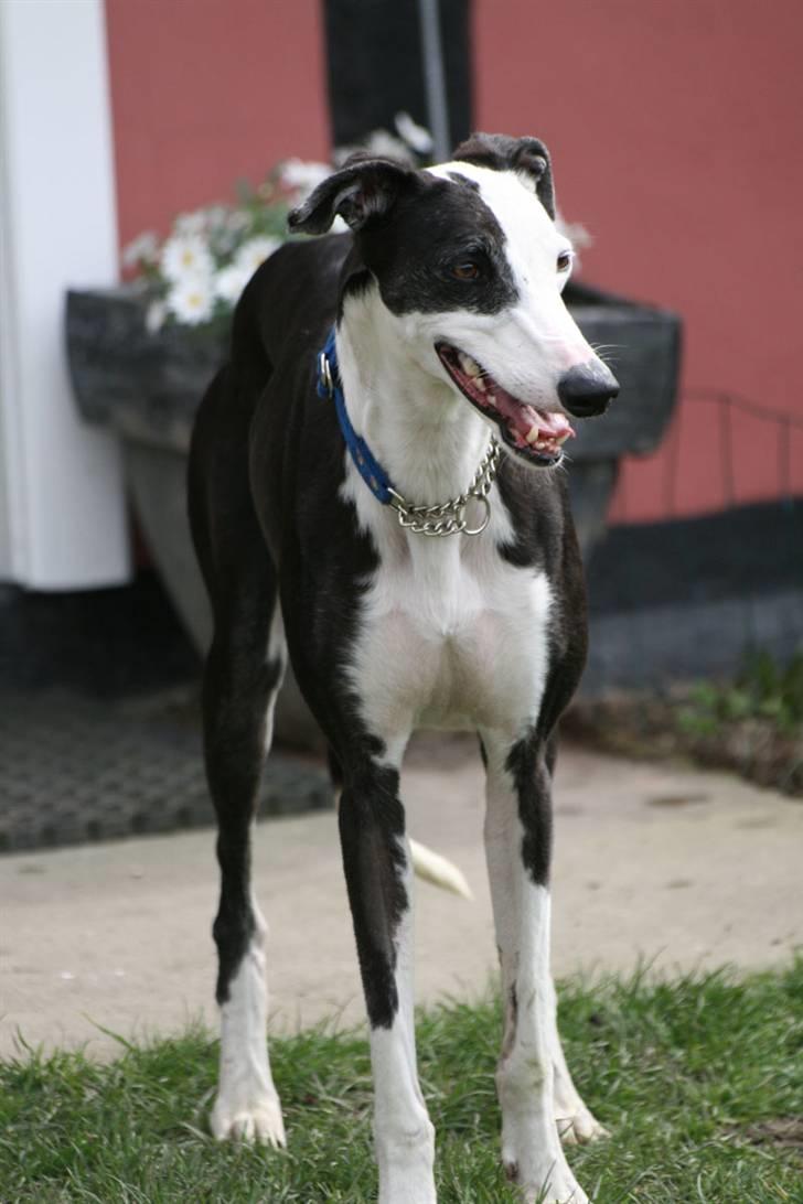 Galgo español Picasso billede 3