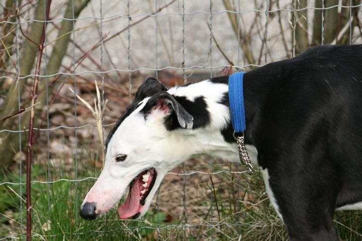 Galgo español Picasso billede 4