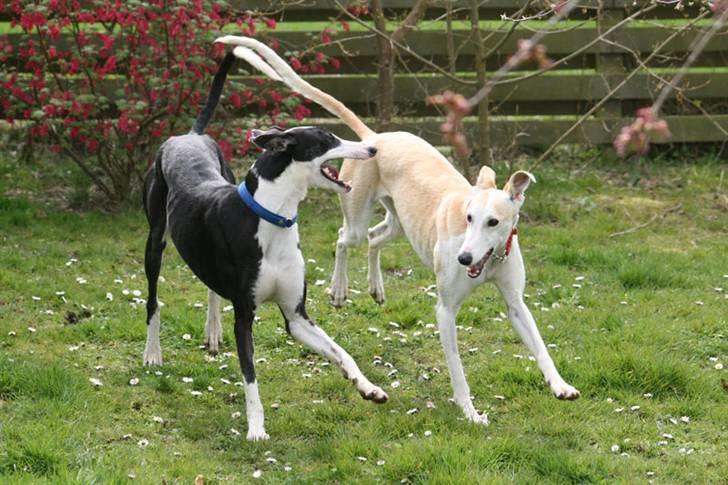 Galgo español Picasso billede 5