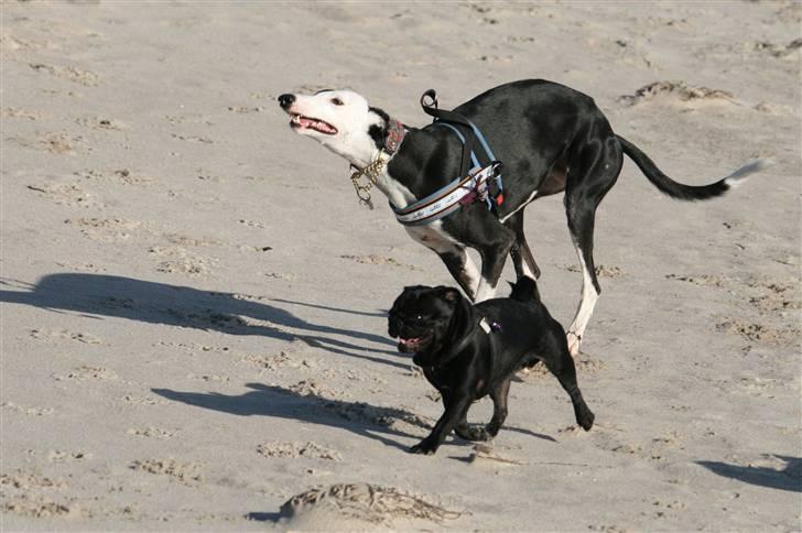 Galgo español Picasso billede 6