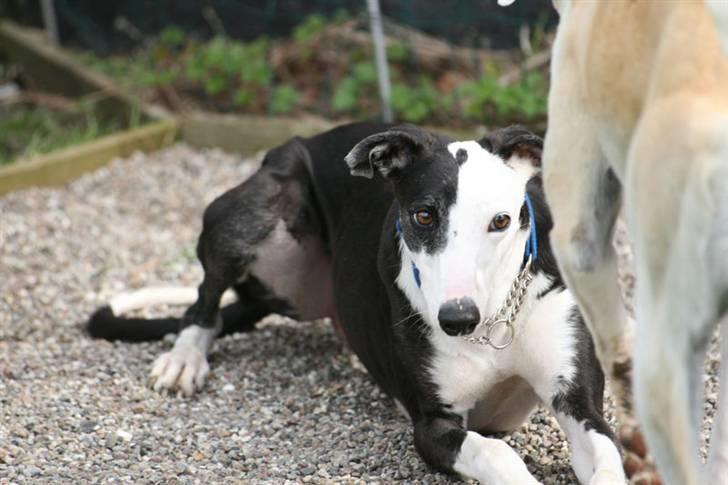 Galgo español Picasso billede 7