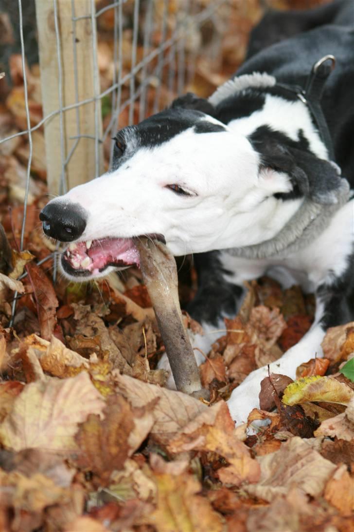 Galgo español Picasso billede 8