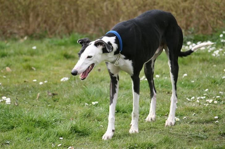 Galgo español Picasso billede 9