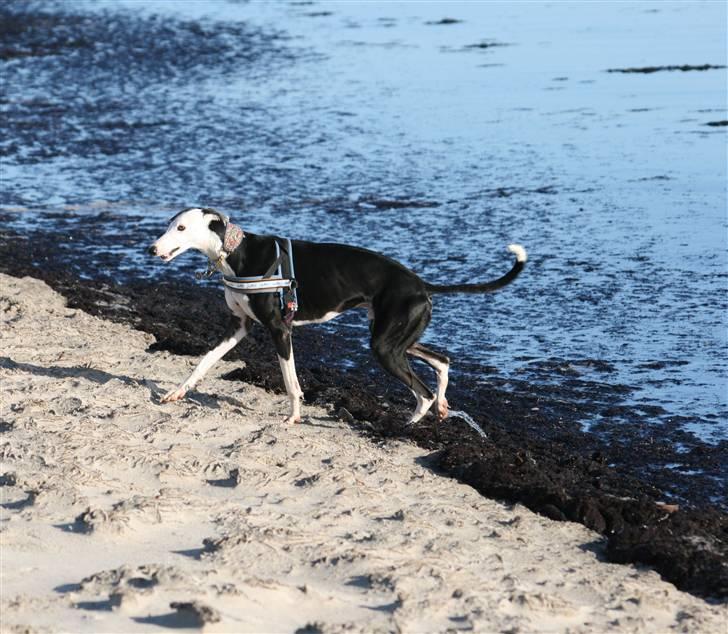 Galgo español Picasso billede 10