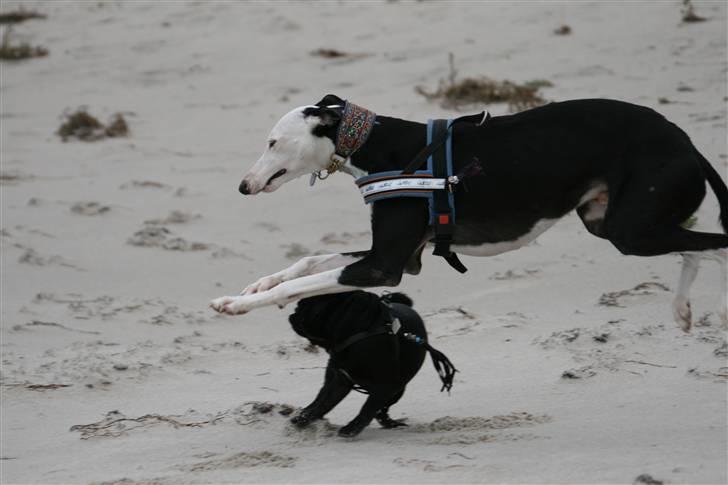 Galgo español Picasso billede 11