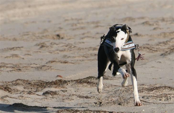 Galgo español Picasso billede 12