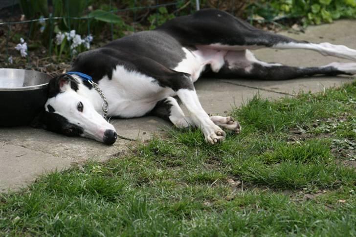 Galgo español Picasso billede 13