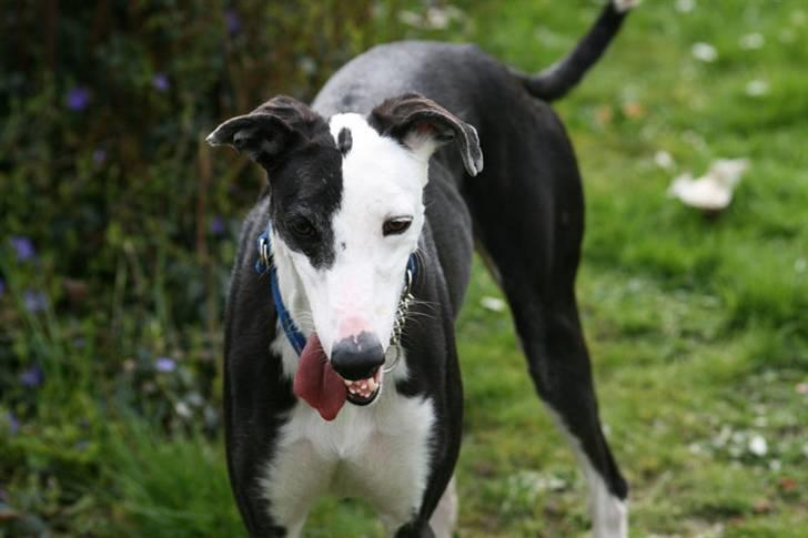 Galgo español Picasso billede 14