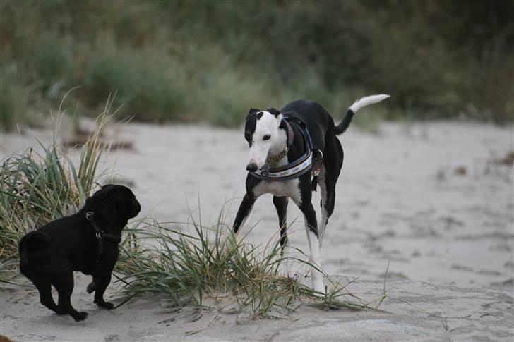 Galgo español Picasso billede 15