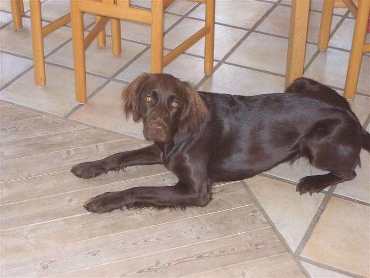 Langhåret hønsehund Freja billede 5