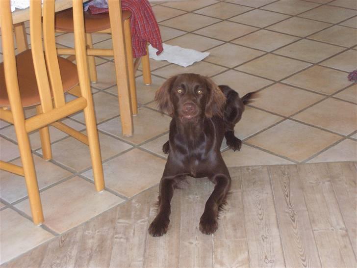 Langhåret hønsehund Freja billede 6