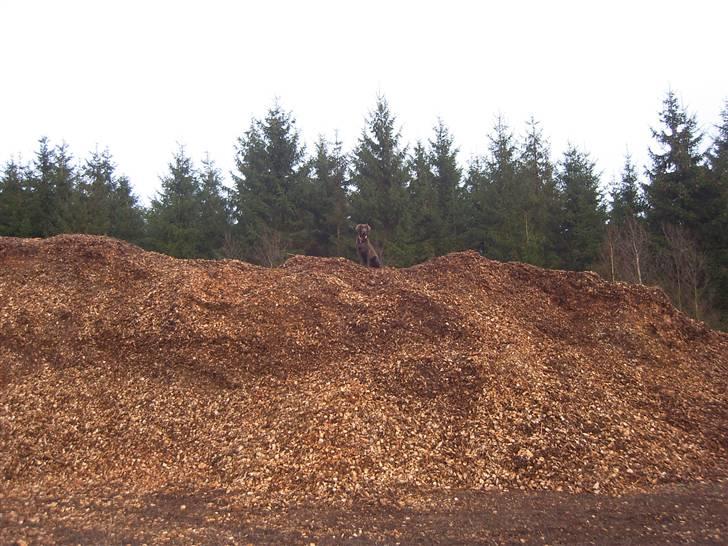 Langhåret hønsehund Freja billede 7