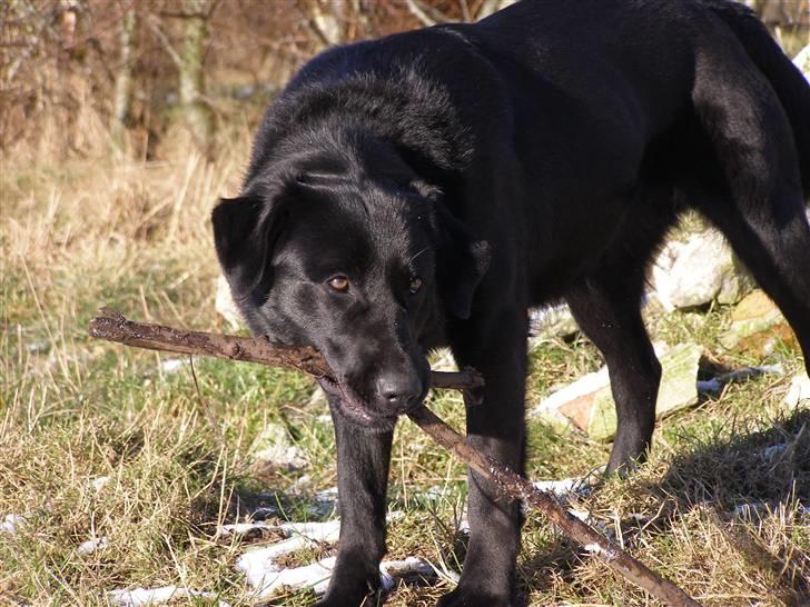 Labrador retriever / Schæferhund Mahjong billede 12