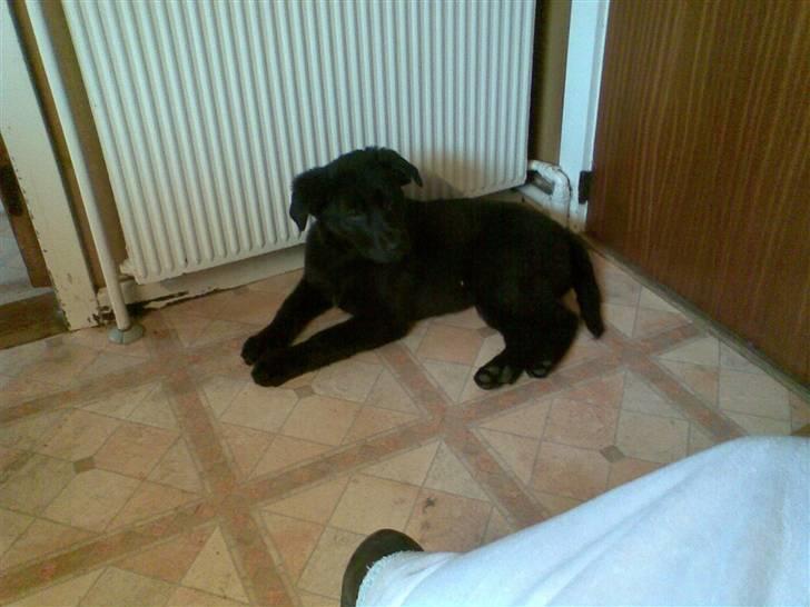 Labrador retriever / Schæferhund Mahjong billede 13