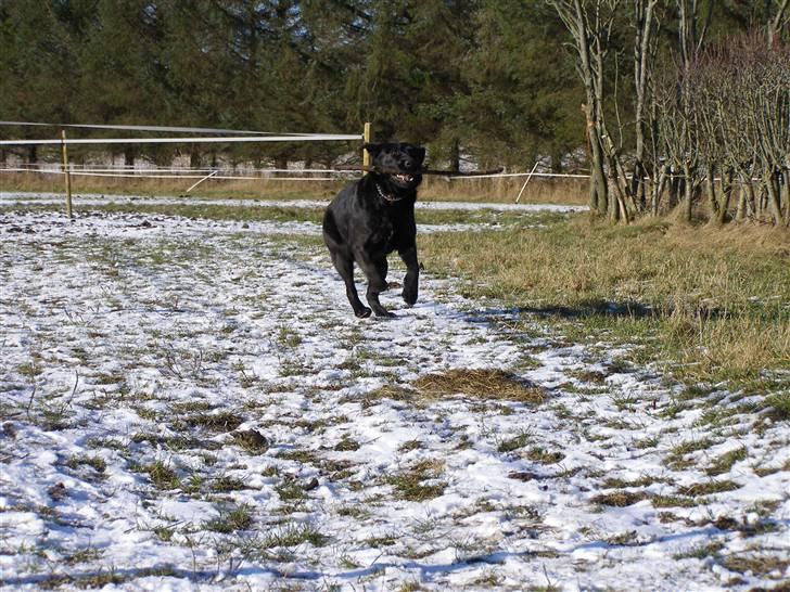 Labrador retriever / Schæferhund Mahjong billede 14