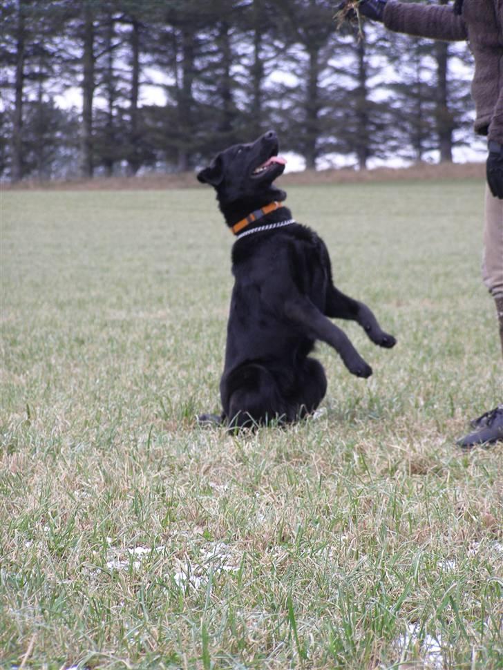 Labrador retriever / Schæferhund Mahjong billede 15