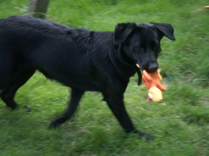 Labrador retriever / Schæferhund Mahjong billede 16