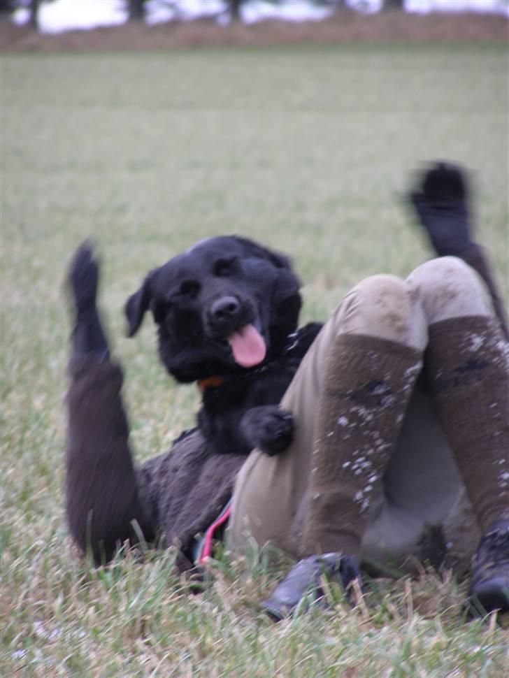 Labrador retriever / Schæferhund Mahjong billede 17
