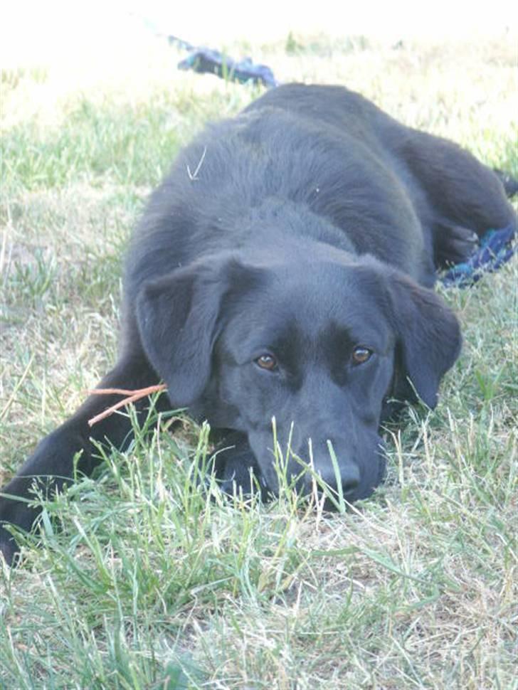 Labrador retriever / Schæferhund Mahjong billede 18