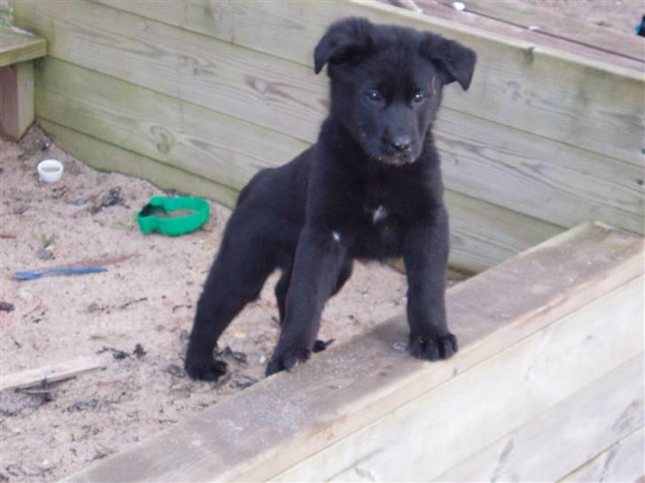 Labrador retriever / Schæferhund Mahjong billede 19