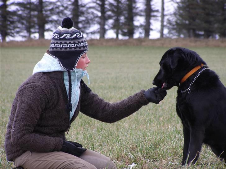 Labrador retriever / Schæferhund Mahjong billede 20