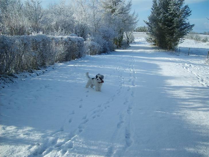 Blanding af racer candy billede 17