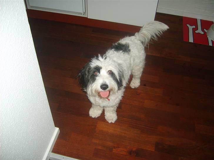 Blanding af racer candy billede 18