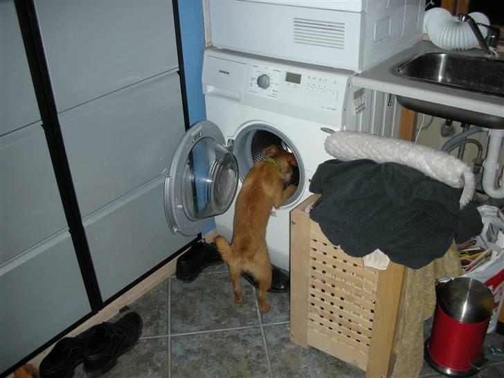 Griffon bruxellois Eddie - HVOR er min vaskebold??? billede 8