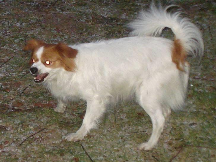 Blanding af racer R.I.P Lady billede 14