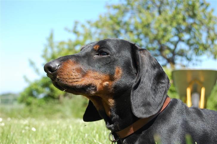 Gravhund Genie billede 14