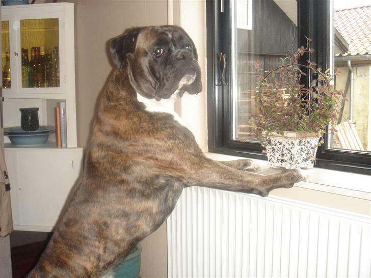 Boxer Ozzy - Se lige mig billede 3