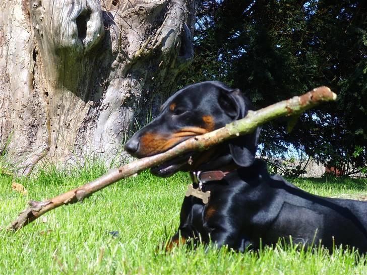 Gravhund Genie billede 15