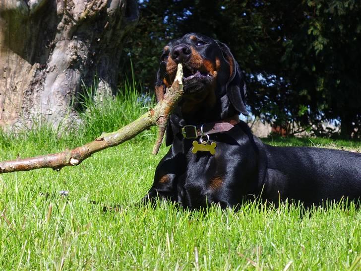 Gravhund Genie billede 16