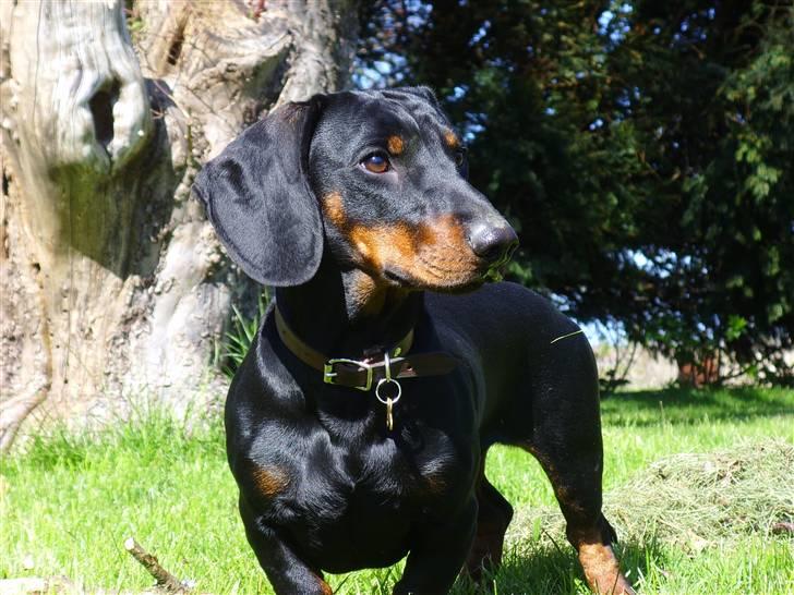 Gravhund Genie billede 17