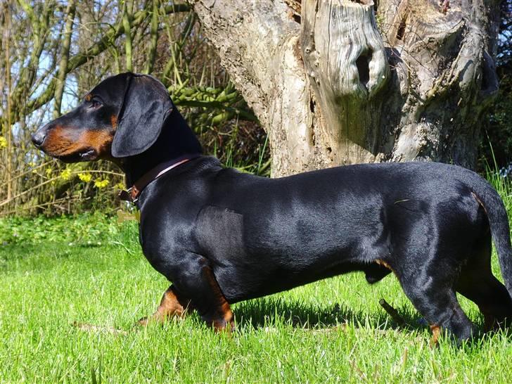 Gravhund Genie billede 18