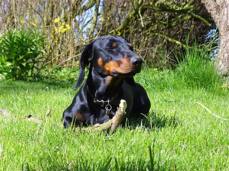 Gravhund Genie billede 19