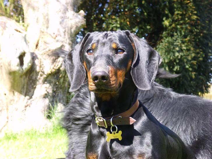 Gravhund Genie billede 20