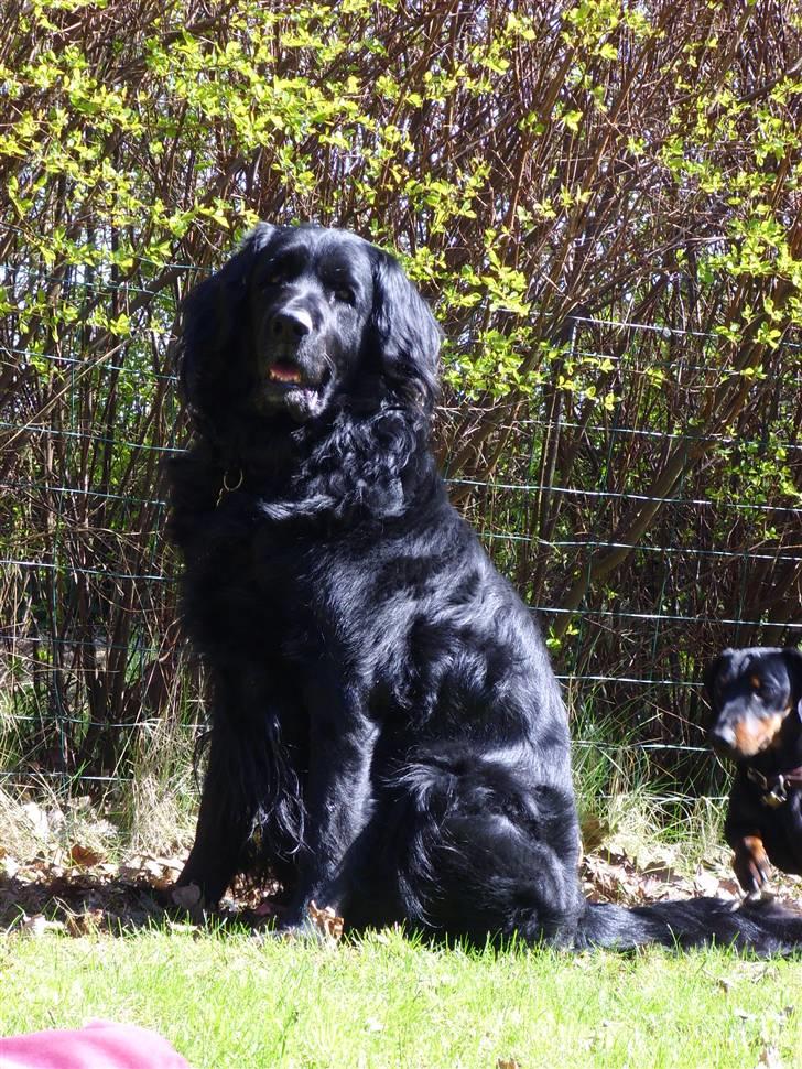 Blanding af racer Simba - død billede 19