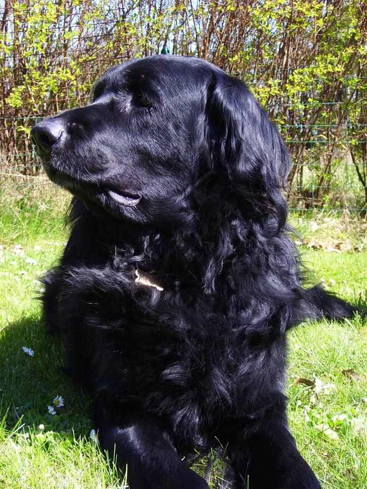 Blanding af racer Simba - død billede 20