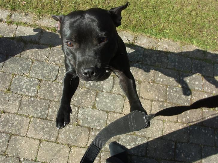 Staffordshire bull terrier Muttley billede 20