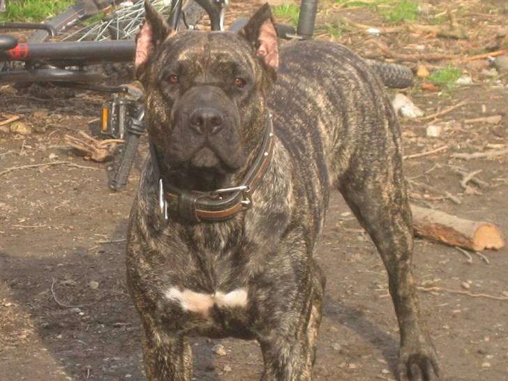 Dogo canario Ivana Campeon billede 1