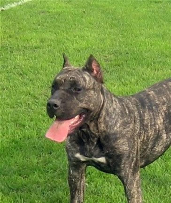 Dogo canario Ivana Campeon billede 2