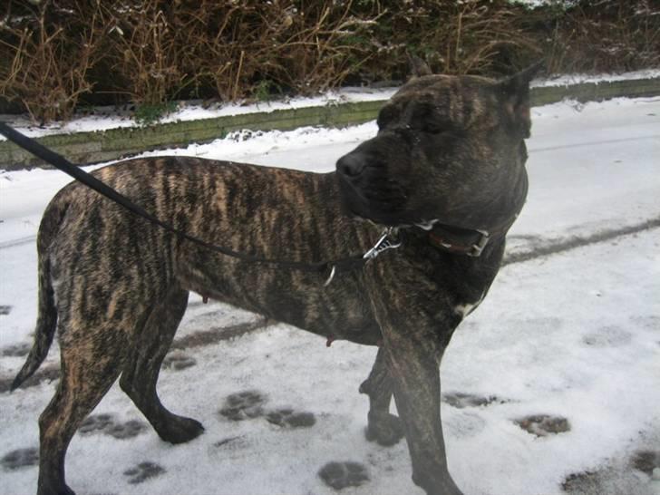 Dogo canario Ivana Campeon billede 3