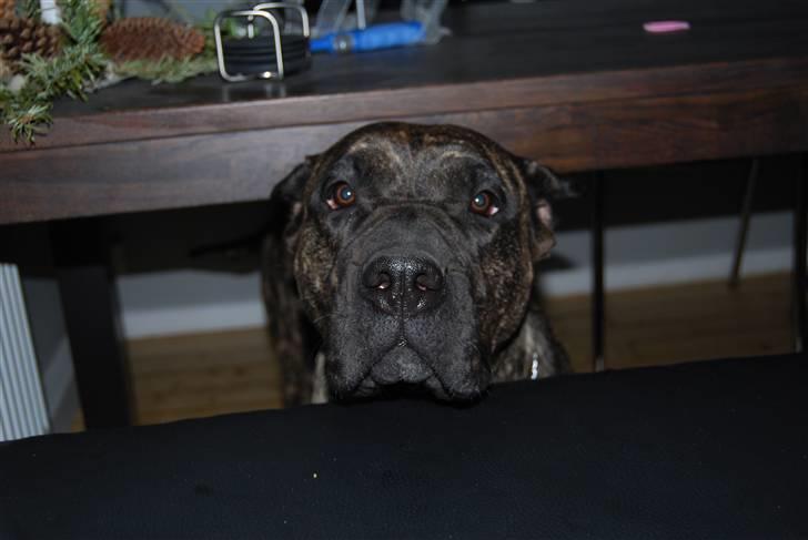 Dogo canario Ivana Campeon billede 4