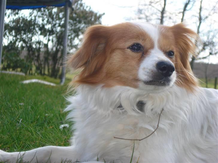 Blanding af racer R.I.P Lady billede 15