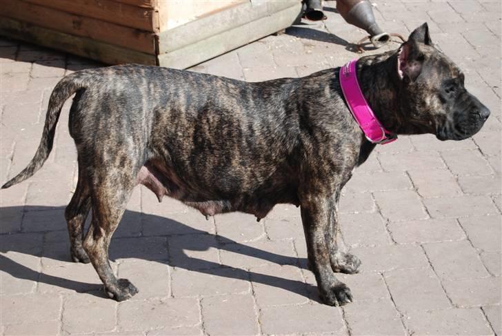 Dogo canario Ivana Campeon billede 6