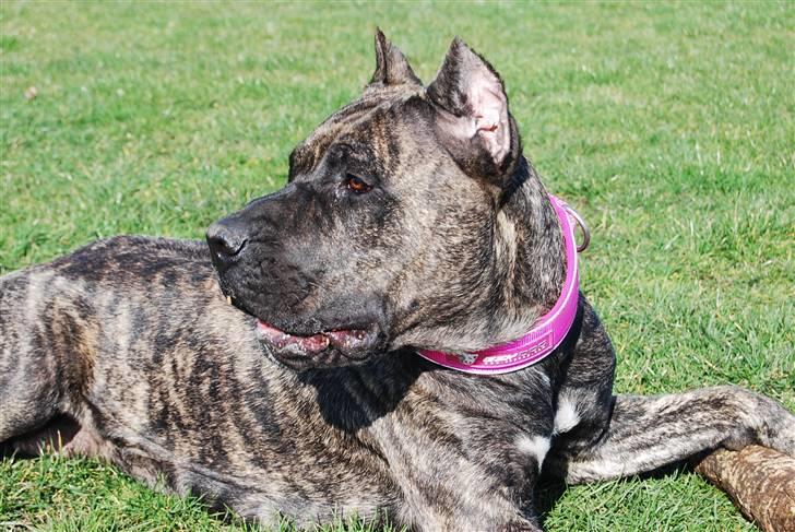 Dogo canario Ivana Campeon billede 7