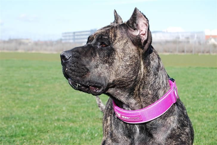 Dogo canario Ivana Campeon billede 8