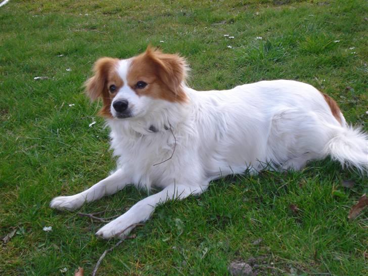 Blanding af racer R.I.P Lady billede 16